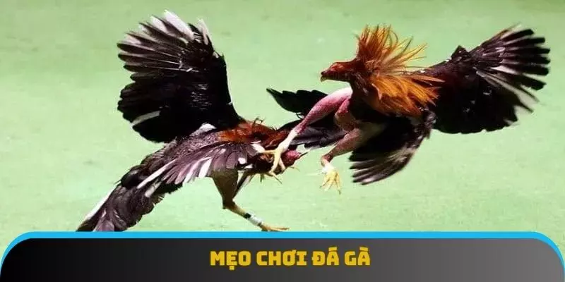 mẹo chơi đá gà