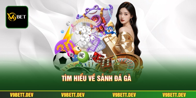 Tìm hiểu về sảnh đá gà